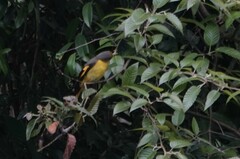 Pericrocotus brevirostris