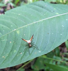 Micrathena militaris
