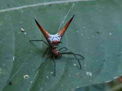 Micrathena militaris