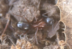Camponotus sansabeanus
