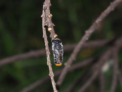 Megachile ferox