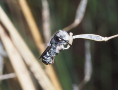 Megachile ferox