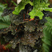 Lobaria anthraspis - Photo (c) Millifolium, osa oikeuksista pidätetään (CC BY-SA)