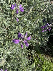 Lupinus albifrons