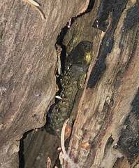 Elgaria coerulea palmeri