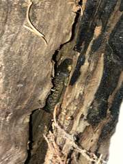 Elgaria coerulea palmeri