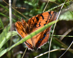 Catacroptera cloanthe cloanthe