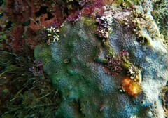 Porites panamensis