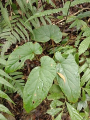 Begonia longifolia