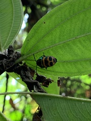Chrysocoris fascialis