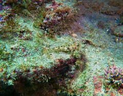 Coryphopterus urospilus