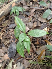 Smilax lanceifolia
