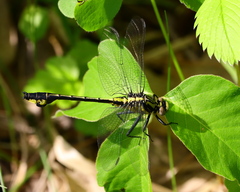 Gomphurus ventricosus