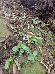 Swertia shintenensis