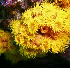 Tubastraea coccinea