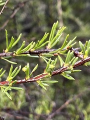 Eriophyes adenostomae