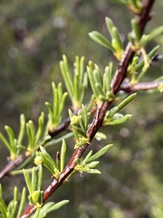 Eriophyes adenostomae