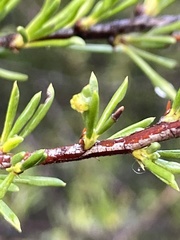 Eriophyes adenostomae