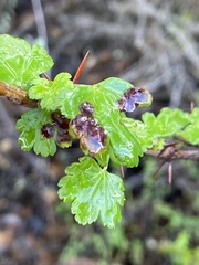 Ribesia sarae
