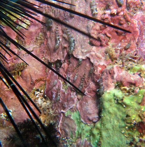 Myers' clingfish (Tomicodon myersi) — Gobiesocidae