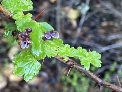 Ribesia sarae