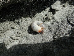 Pericoptus truncatus