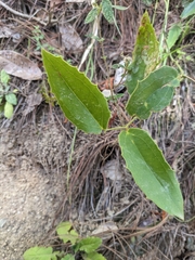 Smilax havanensis