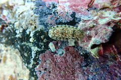 Stenoplax petaloides