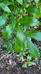 Pseudopanax