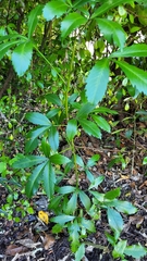 Pseudopanax