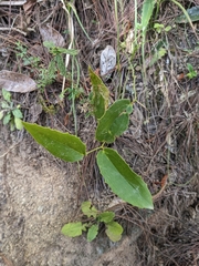 Smilax havanensis