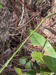 Smilax havanensis