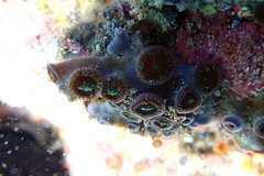 Zoanthus sansibaricus