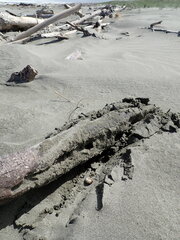 Pericoptus truncatus