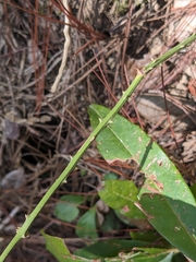 Smilax havanensis