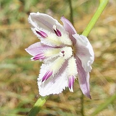 Arthropodium milleflorum