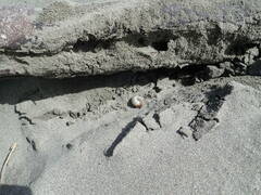 Pericoptus truncatus