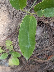 Smilax havanensis