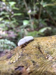 Coelostomidia