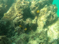 Stegastes acapulcoensis