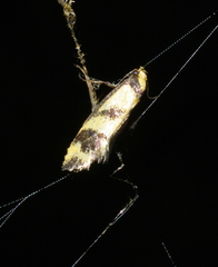 Olbonoma triptycha
