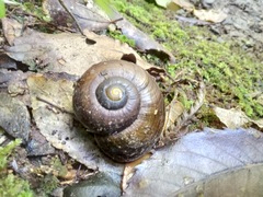 Powelliphanta traversi