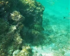 Cephalopholis panamensis
