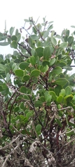 Arctostaphylos hookeri hookeri