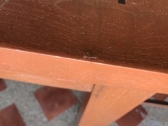 Oecophylla smaragdina