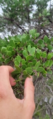 Arctostaphylos hookeri hookeri