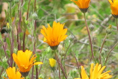 Dimorphotheca sinuata