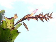 Aechmea nudicaulis