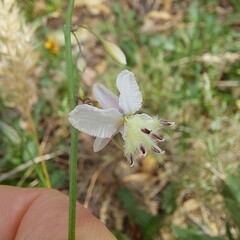 Arthropodium milleflorum