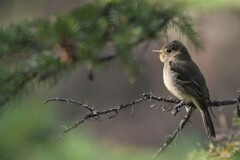 Empidonax difficilis